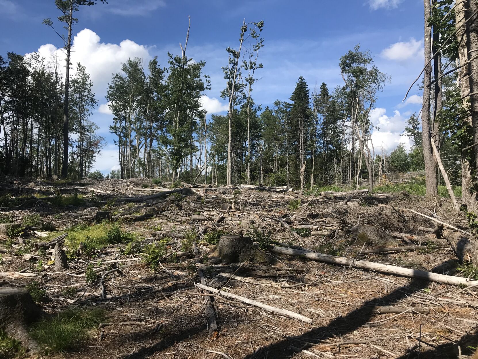 AT trees down.jpg